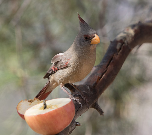 Pyrrhuloxia (Cardinalis sinuatus)