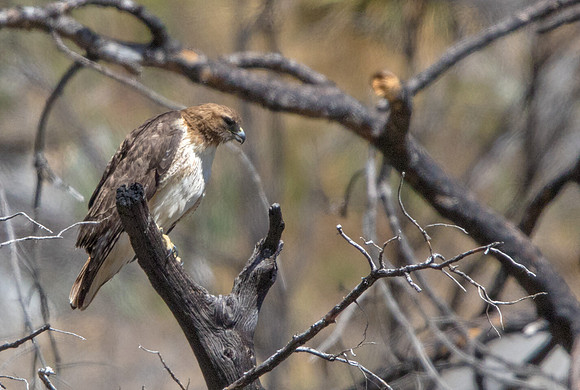 Red-tailed hawk (Buteo jamaicensis)
