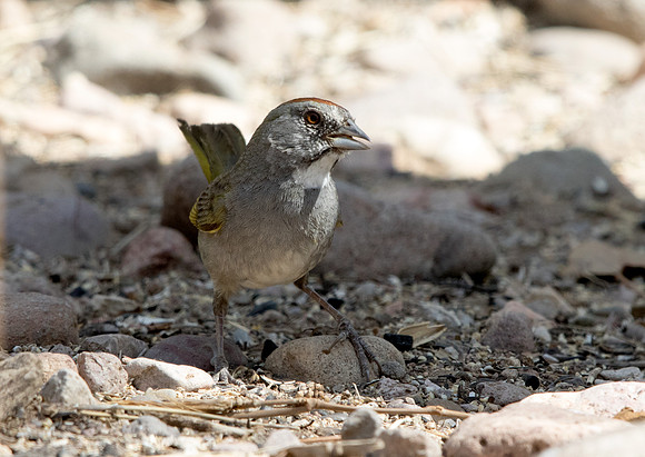Green-tailed towhee (Pipilo chlorurus)