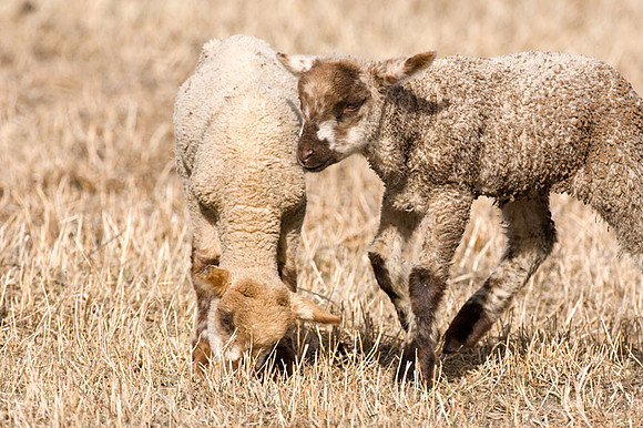 Colorado sheep