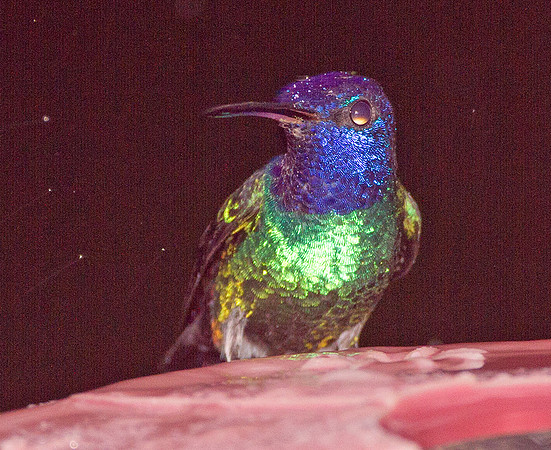 Golden-tailed Sapphire (Chrysuronia oenone)