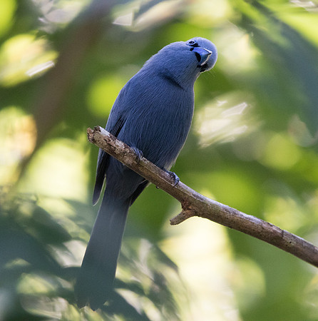 Blue paradise flycatcher (Terpsiphone cyanescens) Male