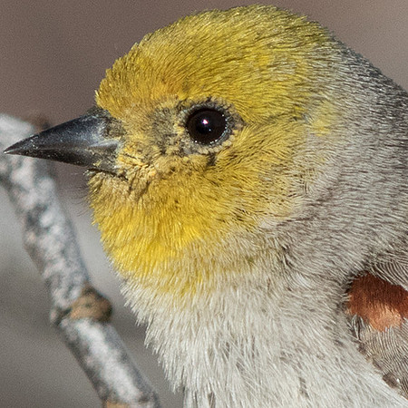 Verdin (Auriparus flaviceps)