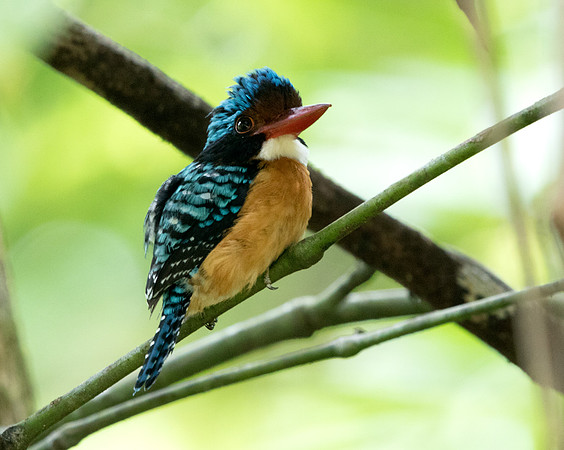 Bornean Banded Kingfisher (Lacedo melanops) Male