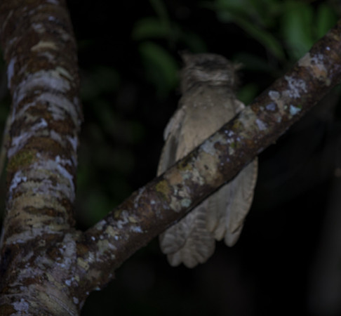 Large frogmouth (Batrachostomus auritus)
