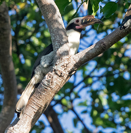 Luzon hornbill (Penelopides manillae)