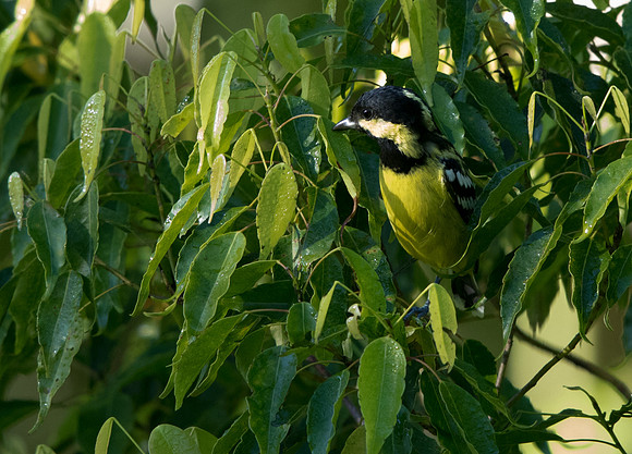 Elegant tit (Pardaliparus elegans)