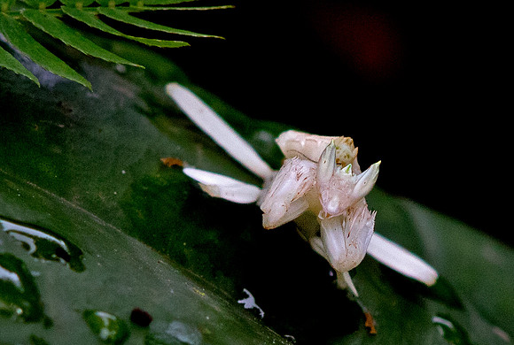 Orchid mantis (Hymenopus coronatus)