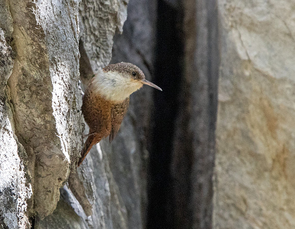 Canyon wren (Catherpes mexicanus)
