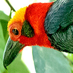 Bornean bristlehead (Pityriasis gymnocephala)
