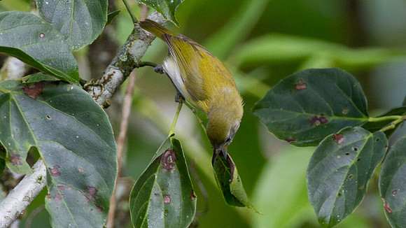 Lesser Greenlet (Hylophilus decurtatus)
