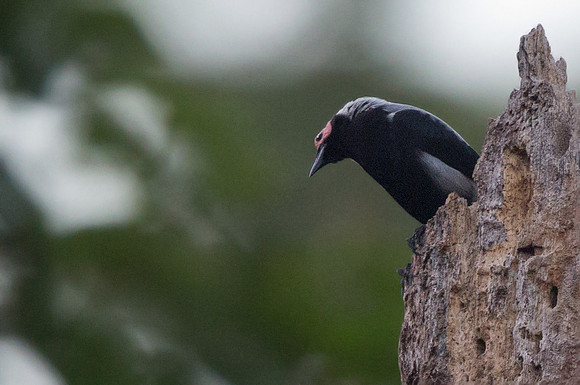 Coleto (Sarcops calvus)