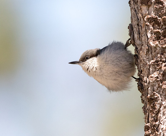 Pygmy nuthatch (Sitta pygmaea)