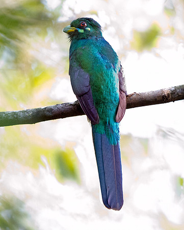 Narina Trogon (Apaloderma narina)