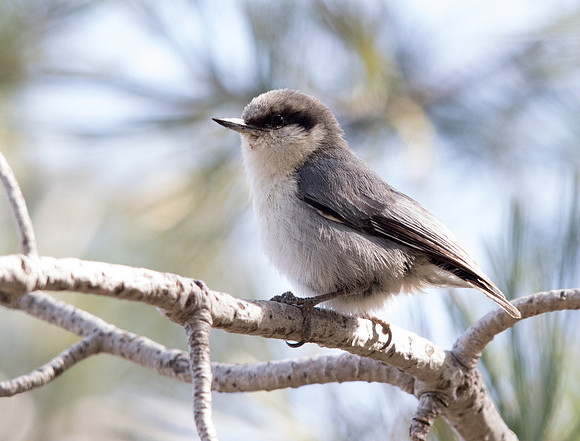 Pygmy nuthatch (Sitta pygmaea)