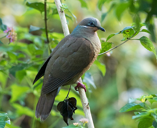 White-eared brown dove (Phapitreron leucotis)