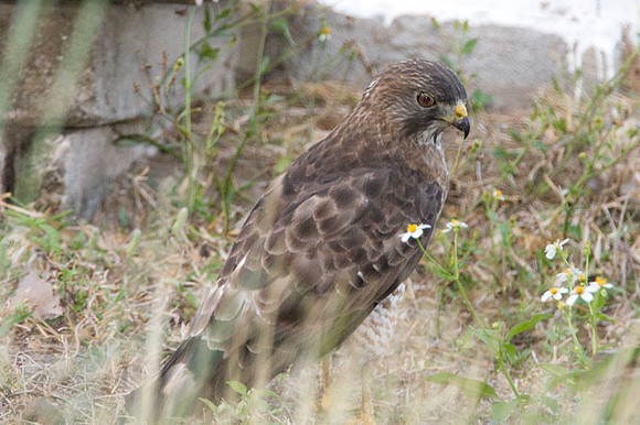 Broad-winged Hawk (Buteo platypterus)