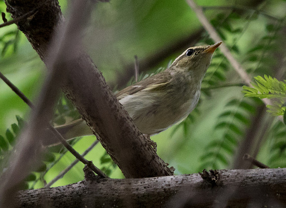 Arctic warbler (Phylloscopus borealis)