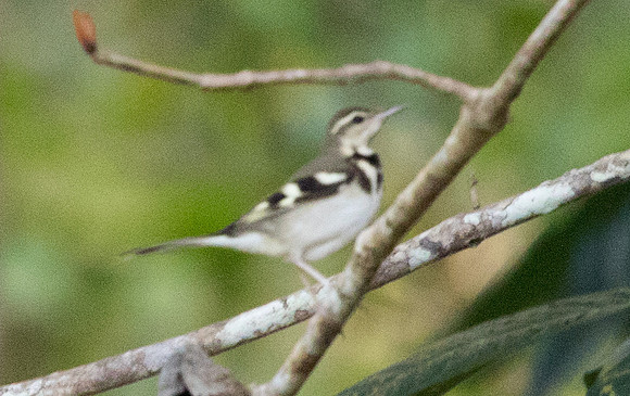 Forest wagtail (Dendronanthus indicus)