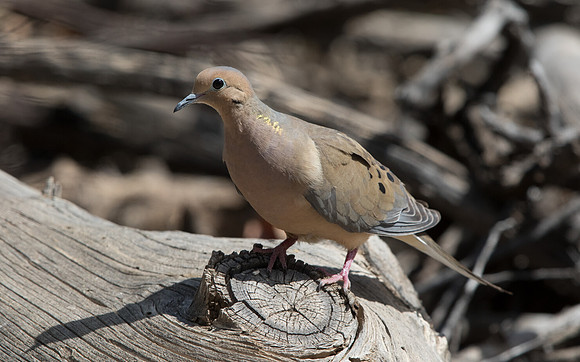 Mourning dove (Zenaida macroura)