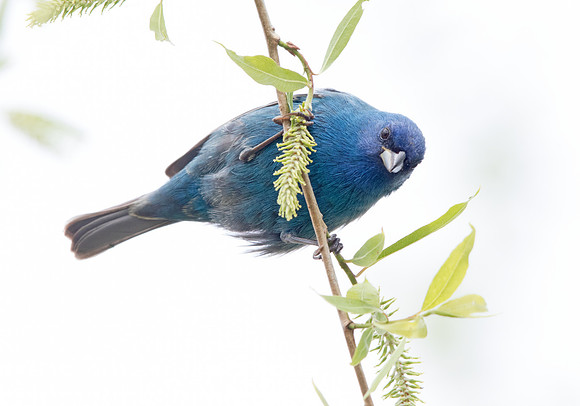Indigo bunting (Passerina cyanea) Male