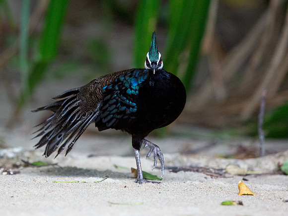 Palawan peacock-pheasant (Polyplectron napoleonis) Male