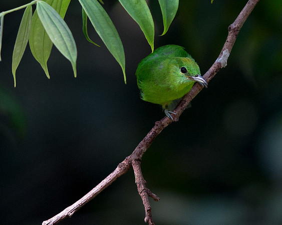 Blue-winged leafbird (Chloropsis cochinchinensis) Female