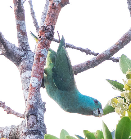 Blue-headed racket-tail (Prioniturus platenae)