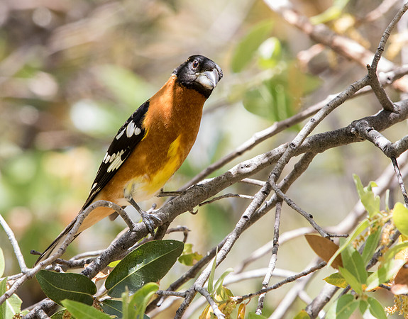 Black-headed grosbeak (Pheucticus melanocephalus)  Male
