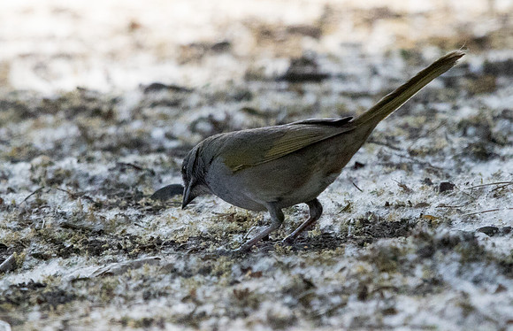 Green-tailed towhee (Pipilo chlorurus)