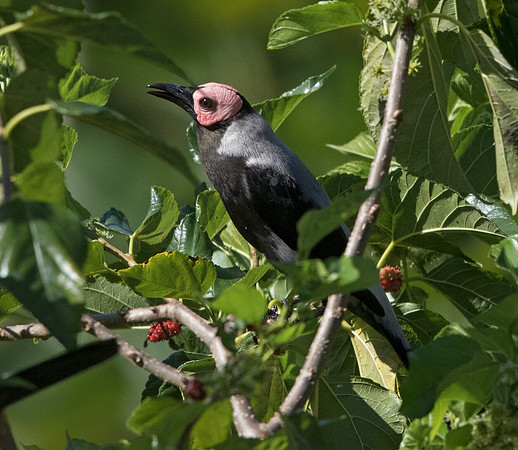Coleto (Sarcops calvus)