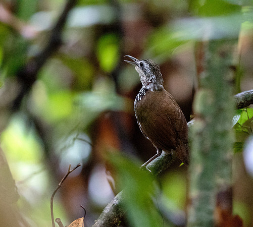 Bornean wren-babbler (Ptilocichla leucogrammica)