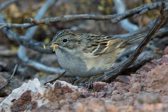 Brewer's sparrow (Spizella breweri)