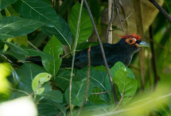 Rough-crested malkoha malkoha (Phaenicophaeus superciliosus) Female