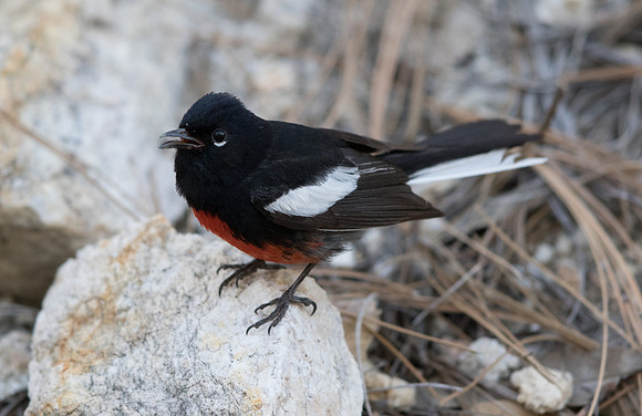 Painted whitestart (Myioborus pictus) Male