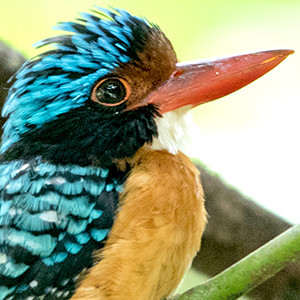 Bornean Banded Kingfisher (Lacedo melanops) Male
