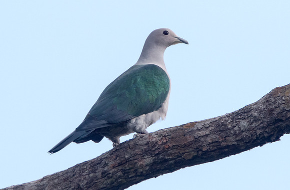 Green imperial pigeon (Ducula aenea)