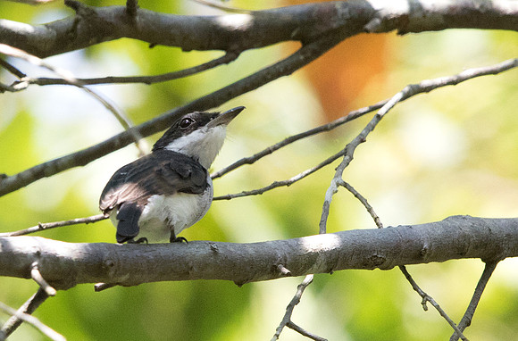 Black-winged flycatcher-shrike (Hemipus hirundinaceus)