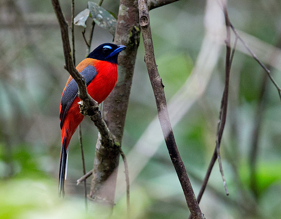 Scarlet-rumped trogon (Harpactes duvaucelii) Male