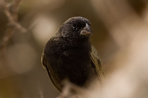 Black-faced Grassquit (Tiaris bicolor)