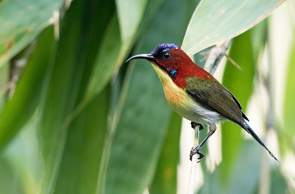 Lovely sunbird (Aethopyga shelleyi)  Male