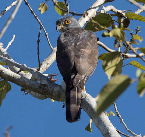 Palawan Crested goshawk (Accipiter trivirgatus palawanus)