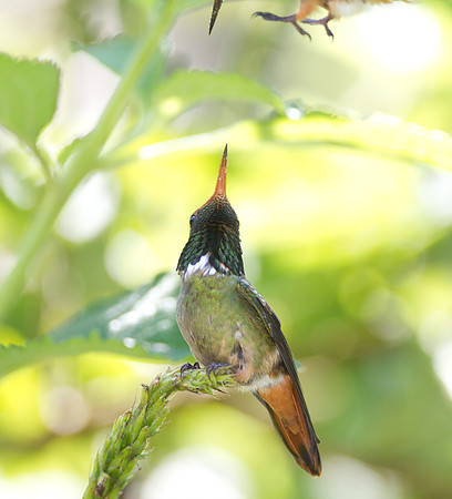 Rufous-Crested Coquette (Lophornis delattrei)