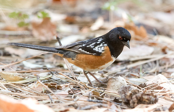 Spotted towhee (Pipilo maculatus) Male