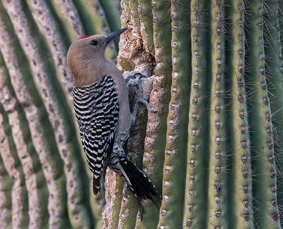 Gila woodpecker (Melanerpes uropygialis) Male