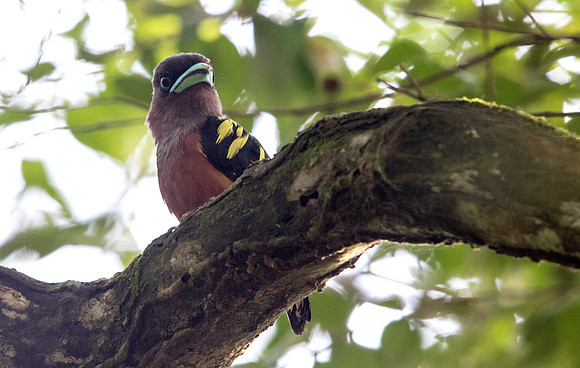Banded broadbill (Eurylaimus javanicus) Female