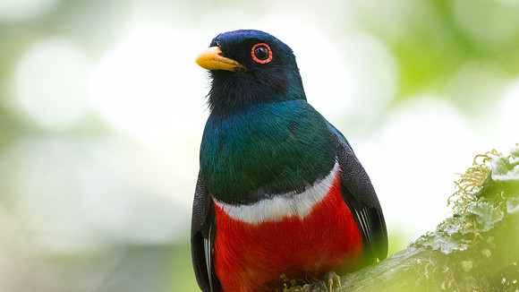 Masked Trogon (Trogon personatus)