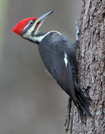 Pileated Woodpecker (Dryocopus pileatus) male