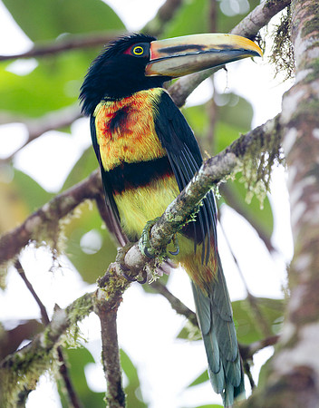 Collared Aracari (Pteroglossus torquatus), pale mandibled