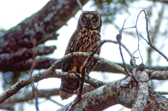 Galapagos Short-eared Owl